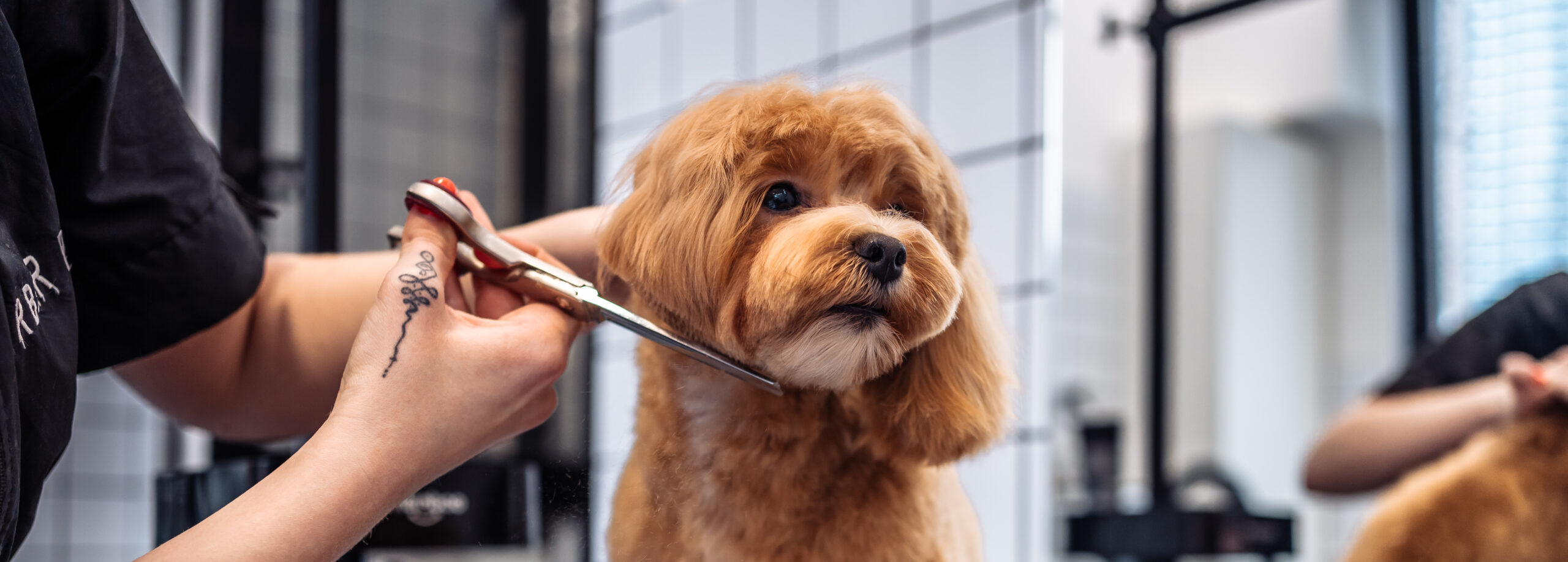 Haircut of a Maltipoo dog from a grooming salon. High quality photo