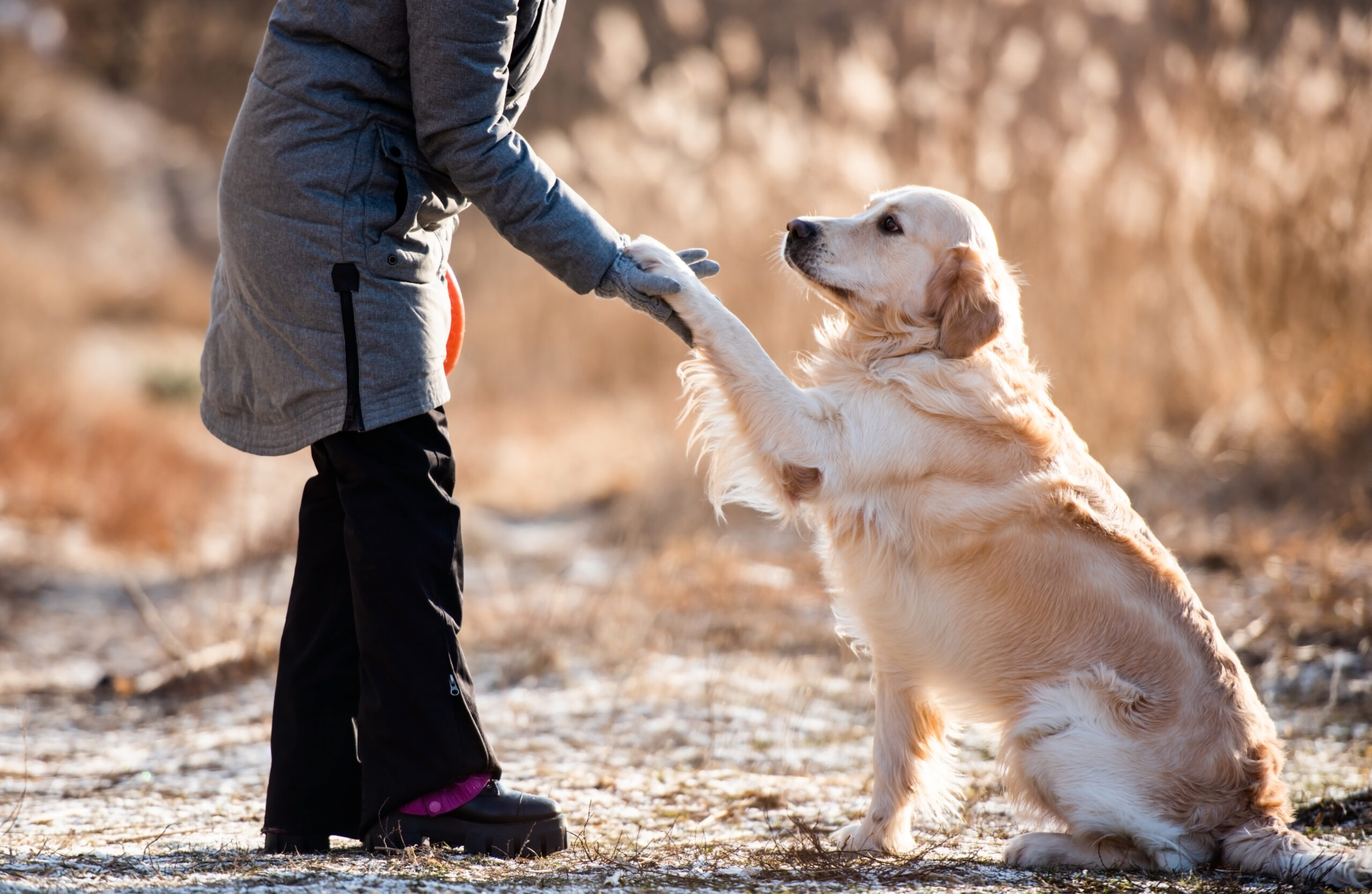 Woman owner high five to golden retriever dog and holding his paw during early spring walk outdoors. Girl with doggy pet labrador together at the nature