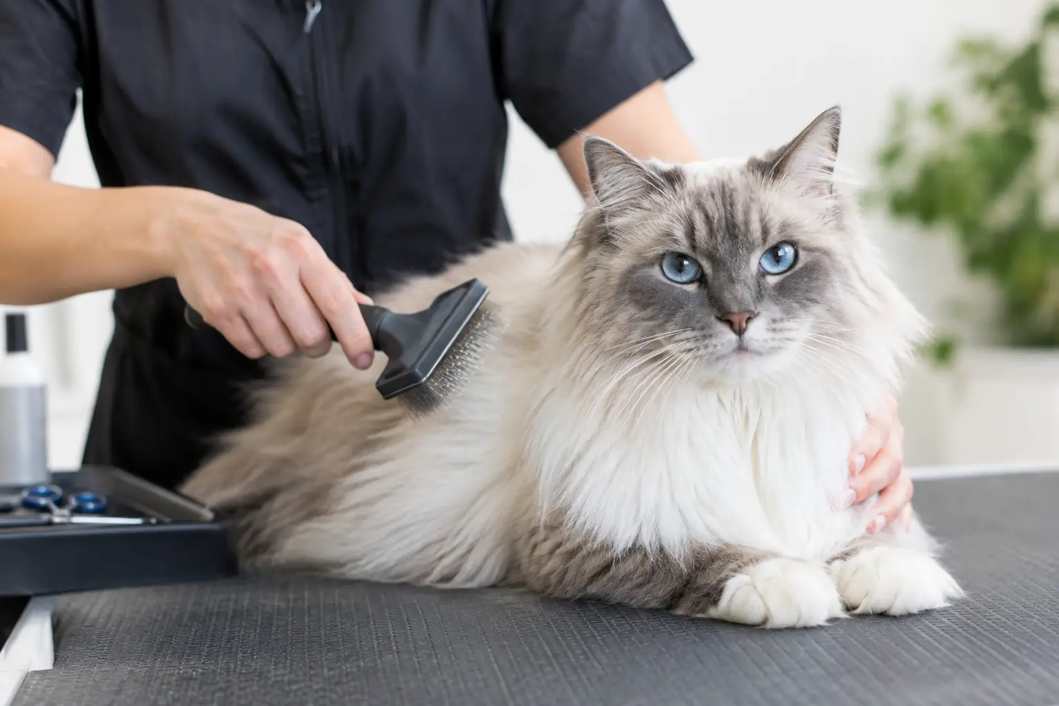 When Should Cats Get Professionally Groomed?