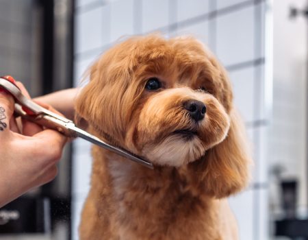 Haircut of a Maltipoo dog from a grooming salon. High quality photo