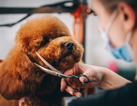 Haircut of the muzzle of a large red dog. High quality photo