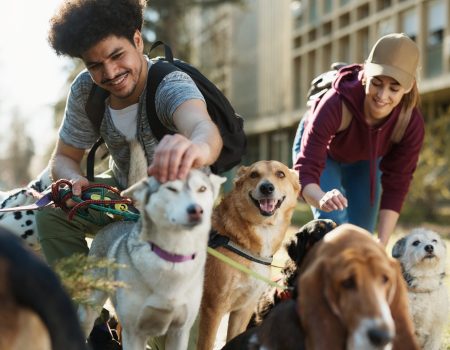 Young happy dog walkers cuddling group of dogs while relaxing after the walk in nature.