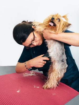 Yorkshire Terrier in the grooming salon, groomer grooming dog. Haircut dogs, care for a dog's fur